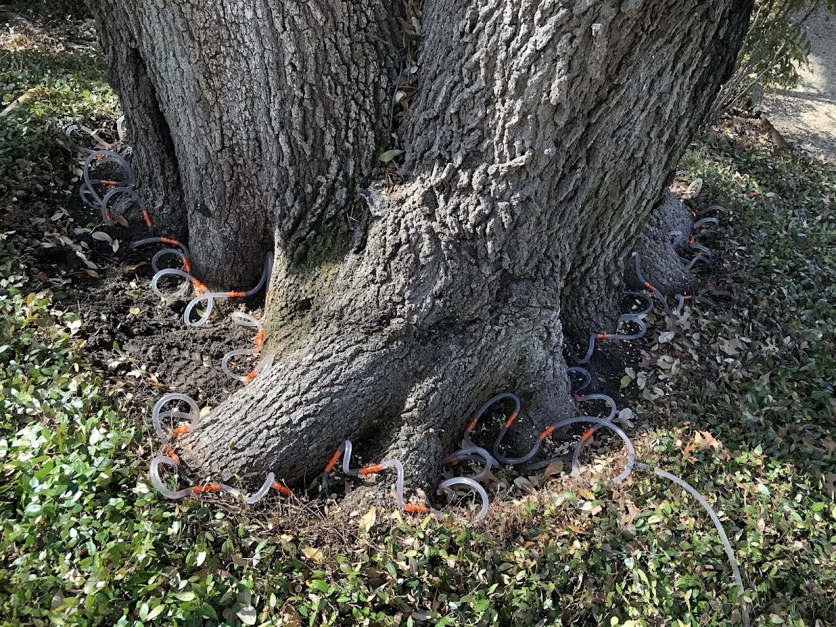 Detailed Tree Cabling and Bracing job site in New Plymouth