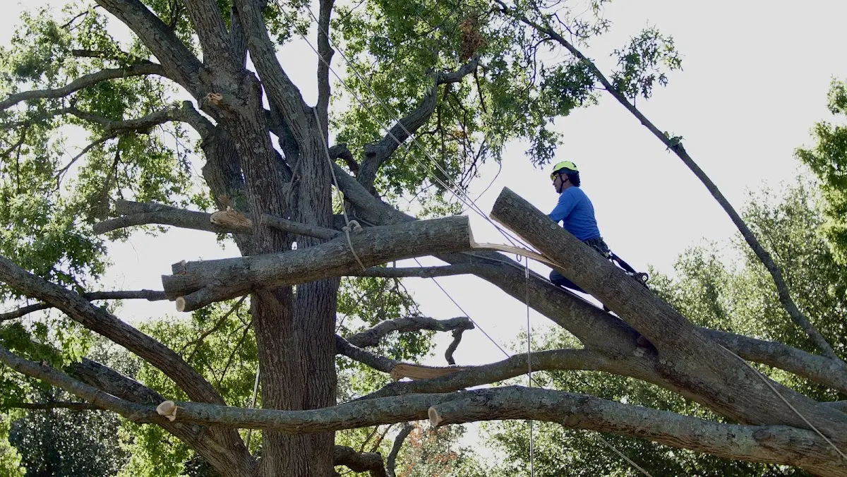 Professional Hazardous Tree Removal performed by certified arborists in New Plymouth